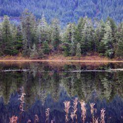 Wrangell Island