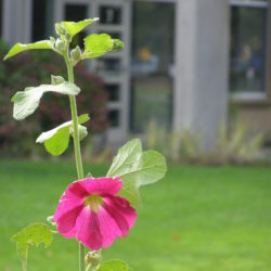 Spring blooming at PCC Rock Creek